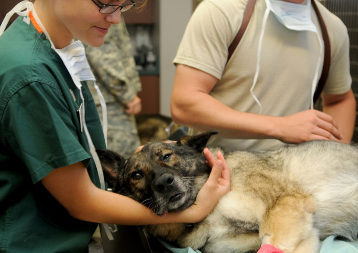 Veterinarian Marketing Ideas