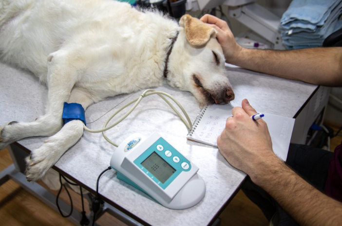 Veterinarian Marketing Ideas